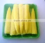 Young Corn / Baby Corn