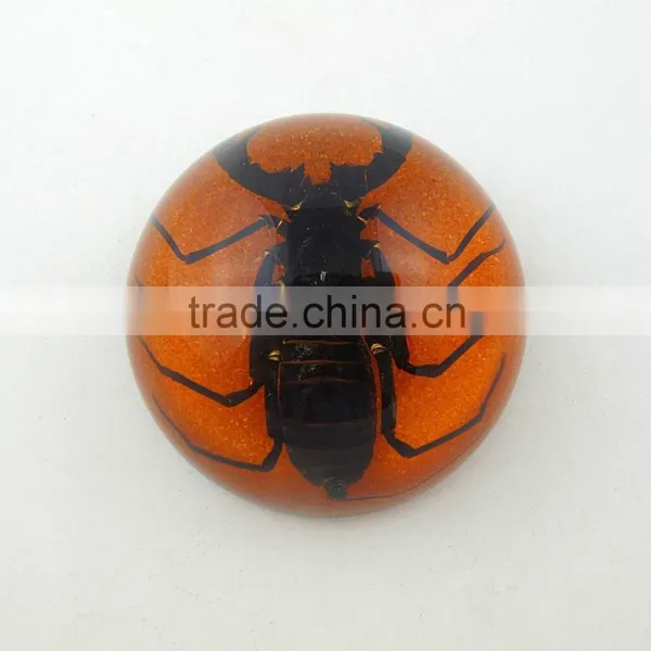2016 New Style Business Particularly Paperweight With Real Insect Spide photo-2