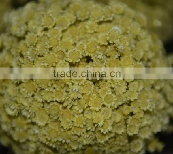 Star Flower (vivid Color) photo-3