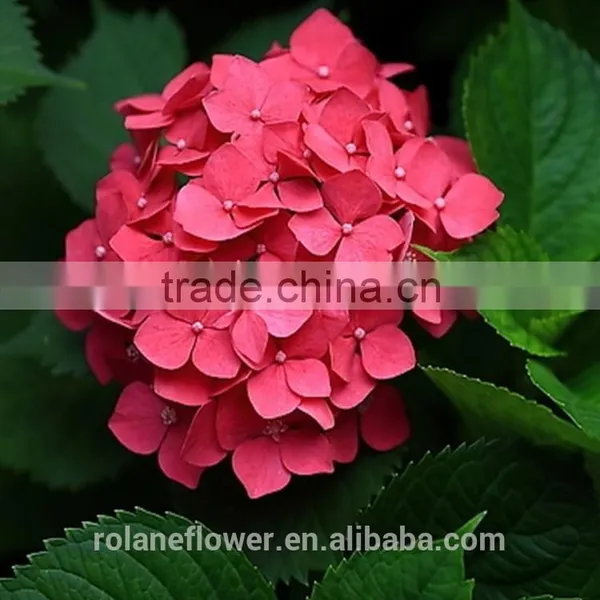Low Price And High Quality Natural White Hydrangea Hydrangeas For Wedding From Kunming, Yunnan photo-4