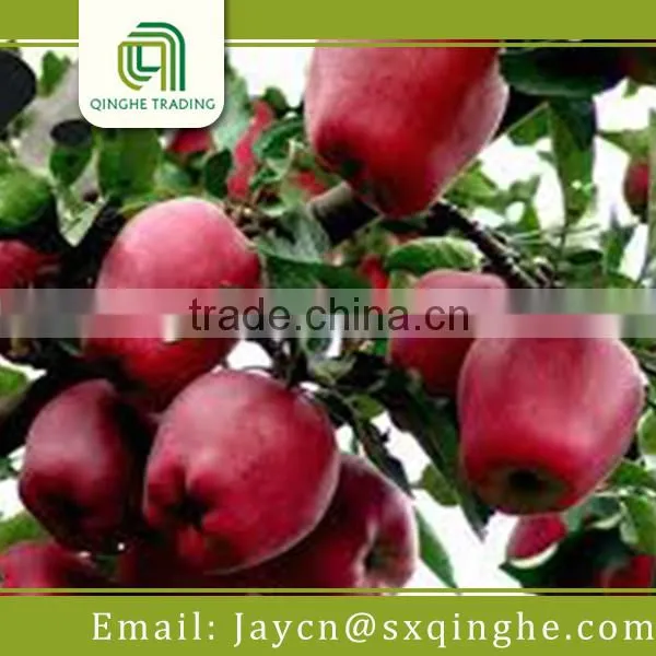 Chinese Fresh Huaniu Apple Wholesale Fruit Price