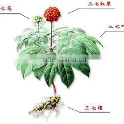 GMP Kosher Natural Panax Notoginseng Root Extract photo-3