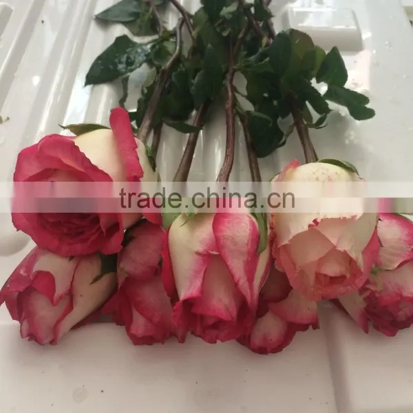 Natural Fresh Flower Fresh Rose photo-4