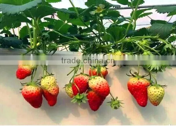 Hydroponic System Strwberry
