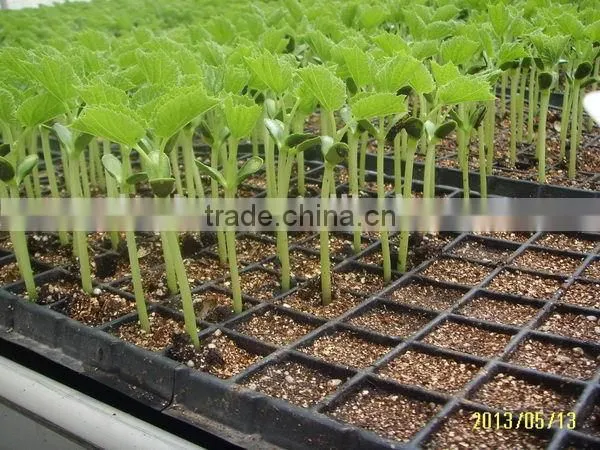 Newest Top Quality Hydroponic Rice Seedling Tray photo-3