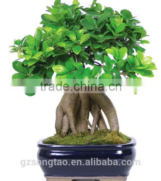 Artificial Bonsai Tree Topiary Gingseng Ficus Bonsai Tree photo-3