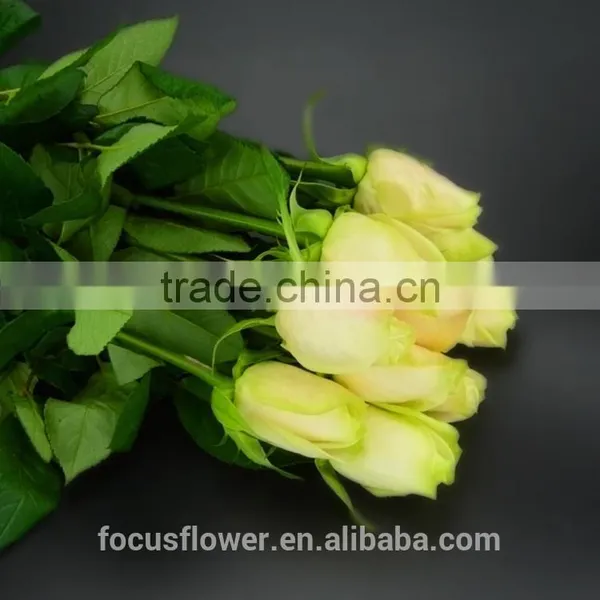 Fresh Cut Yellow Rose Vendelas Wedding Bouquet Wholesale Romantic Yellow Rose Vendela With Attractive Flowers for Bride photo-5
