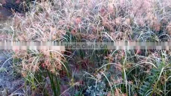 Cyperus Rotundus photo-3