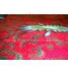 Hot Sell Print Polar Fleece