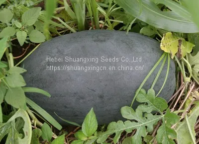 Crimson Hybrid Oval Shape Watermelon Seeds for Planting photo-2