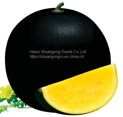 SHUANGXING f1 Hybrid Yellow Flesh Seedless Watermelon Seeds