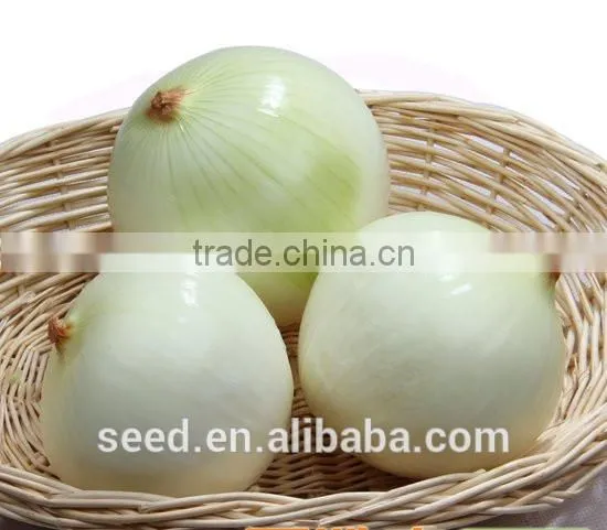 White Beauty No.1 Chinese Hybrid White Onion Seed