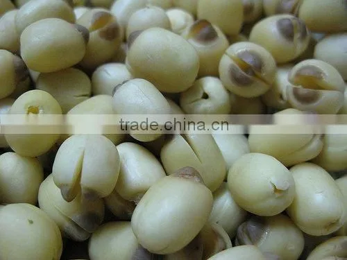 Lotus Seeds