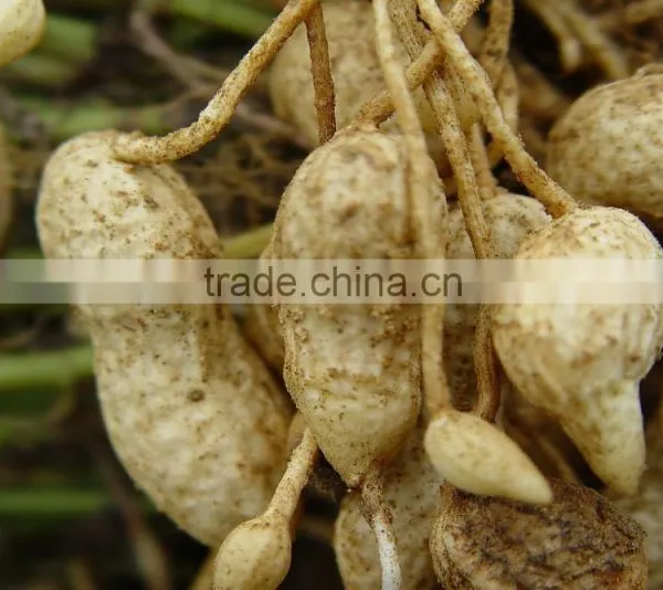 Huaxiaobao Peanut Shanhua 11