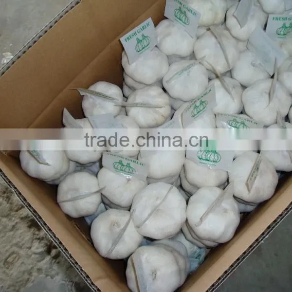 Fresh White Garlic photo-4