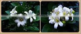 Murraya Paniculata, Orange Jasmine photo-2