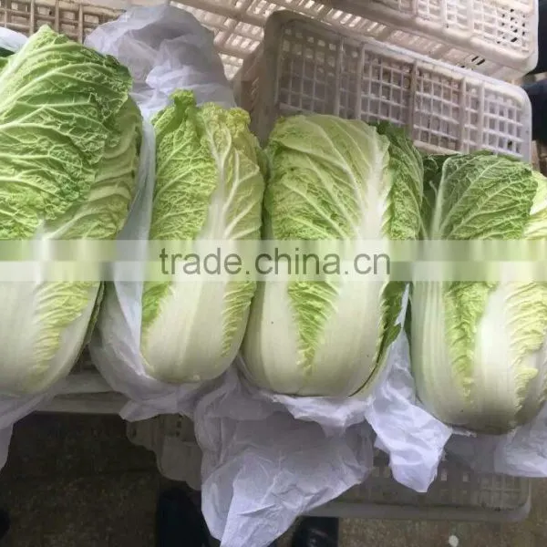 Hot Sale Chinese Big White Long Cabbage photo-4