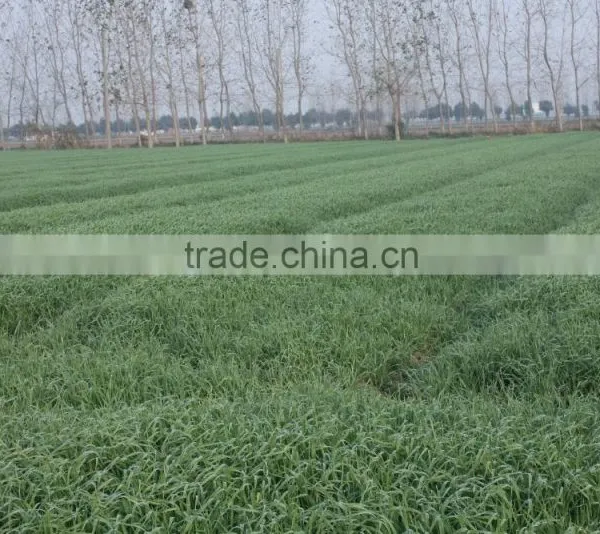 Good After-sales Barley Grass Powder