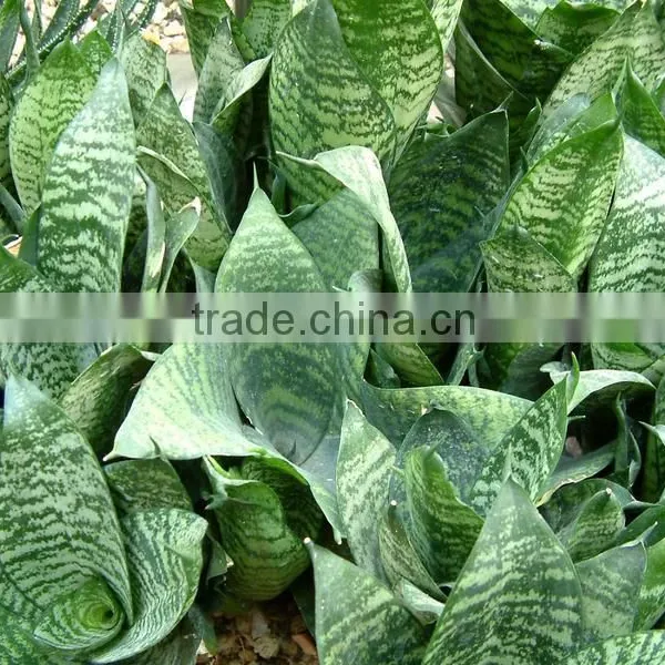 Golden Green Sansevieria for Indoor Ornamental Bonsai Plants photo-4