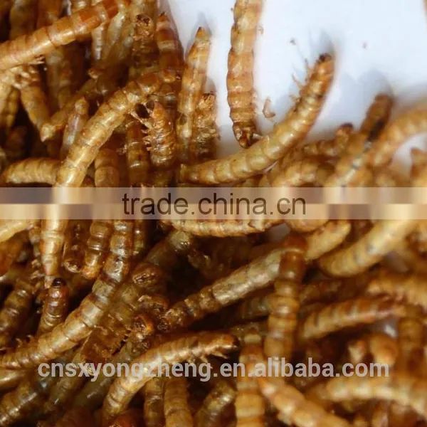 High Protein Reptiles Food Dried Mealworms photo-2