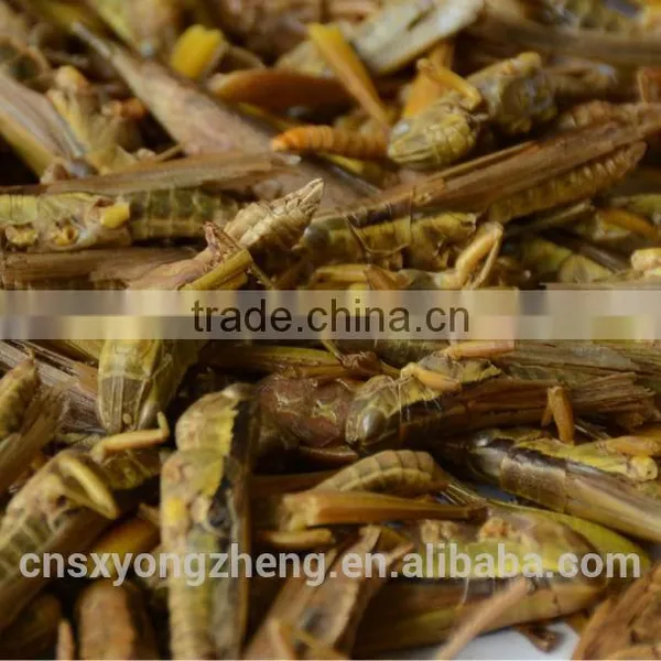 Provide Microwave ,dried Locusts China photo-2