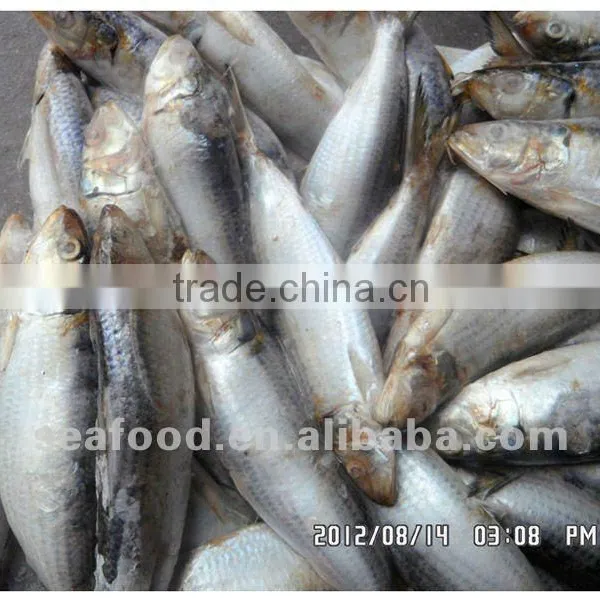 Whole Round Sardine,New Arrivals