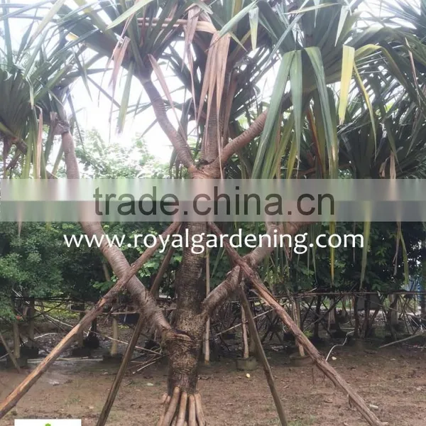 Pandanus Utilis High 4-5m Landscaping Tree photo-3