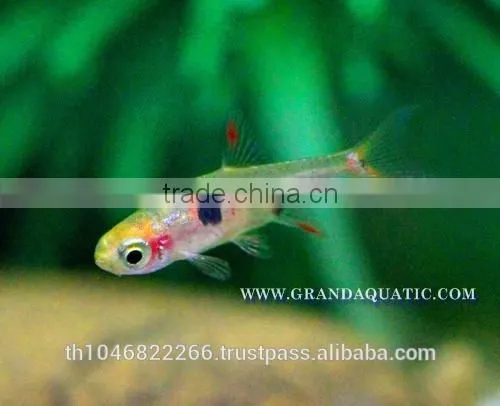 Dwawf Rasbora Fish For Sale and Export / Ornamental Fish Thailand photo-5