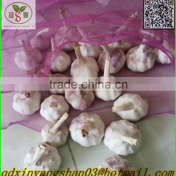 (3 AAA) Pure White Garlic photo-2