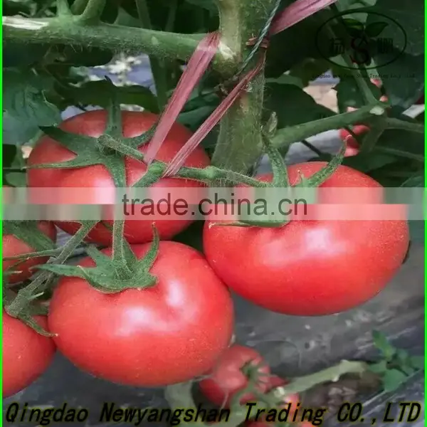 China Tomato Top Quality Competitive Price/fresh Tomato