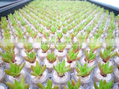 Miniplant "Rock Flower" photo-3