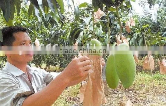 Mango Fruit Growing Paper Bag photo-2