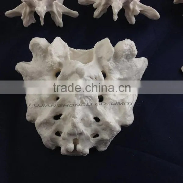 The Human Skeleton Model of Cervical, Sternal Lumber Vertebrae and Sacral Bone(26pcs) photo-2