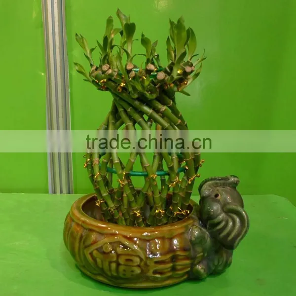 Vase Shape Lucky Bamboo Air Bonsai Tree Dracaena Sanderiana Indoor Ornamental Aquatic Water Plants Nursery Garden Decoration photo-2