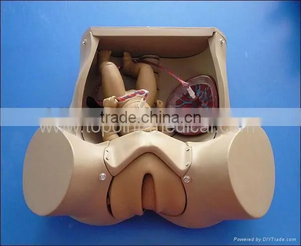 Birth Giving Model Medical Model Training Model photo-3