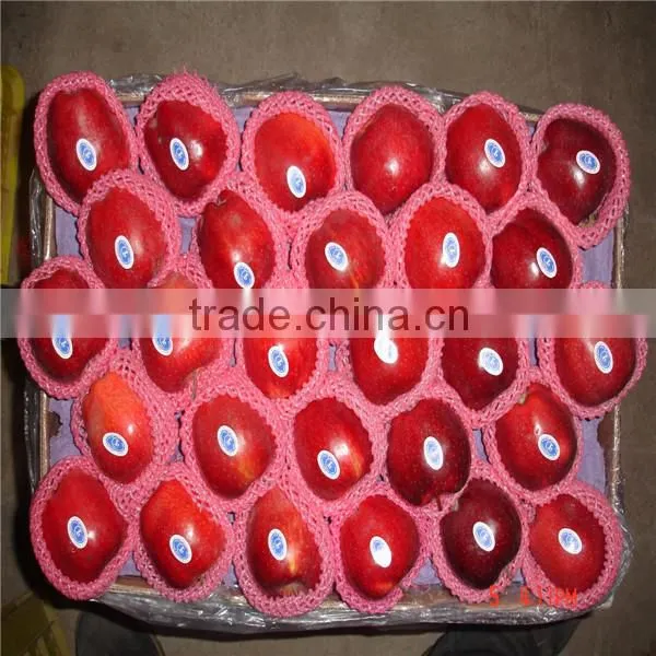Huaniu Apple/Red Mature Huaniu Apple Factory photo-2