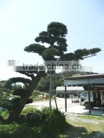 Podocarpus Macrophyllus Bonsai Tree