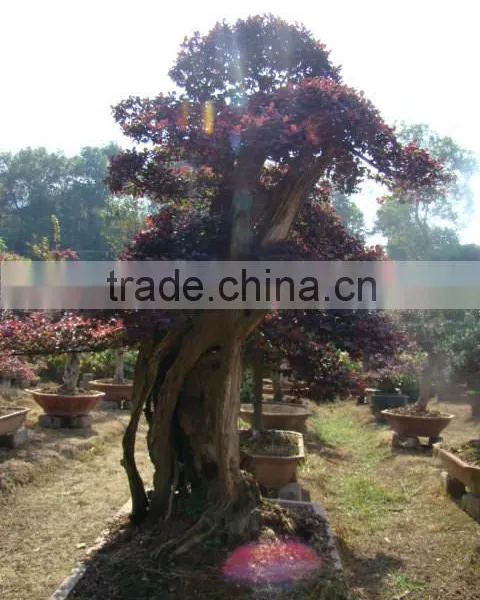 Red Flower Loropetalum Chinense for Ornamental Outdoor Landscaping Beautiful Bonsai Plants photo-3