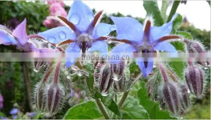 GMP Popular Product Borage Seed Oil for Skin photo-2