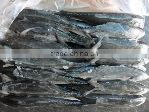 Frozen Hard Tail Scad 60/80 per Carton From China photo-3