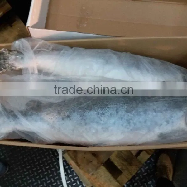 Atlantic Salmon photo-4