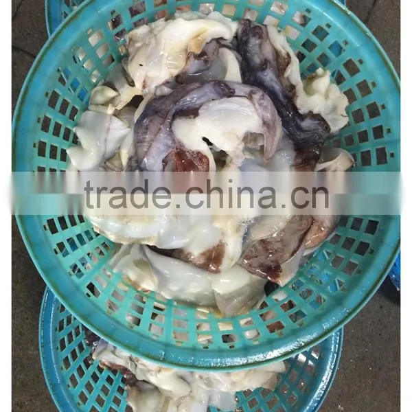 Frozen Giant Peru Fillet Squid Neck Size 500+ on Sale photo-3