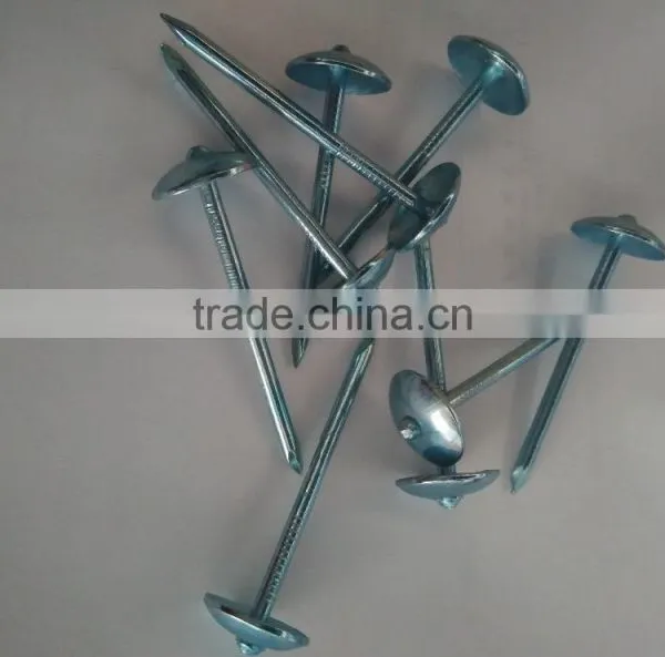 Galvanized Roofing Nails for Turkey Market photo-2
