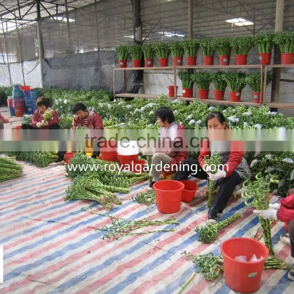 Home Decoration Ornamental Plants Spiral Lucky Bamboo photo-3