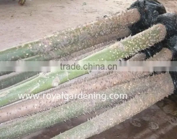 Chorisia Speciosa Tropical Trees photo-3