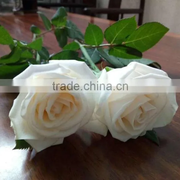 Supply Fresh Cut Flower Hot Sale 20 Stems/Bundle White Rose Wholesale From Yunnan,China photo-4