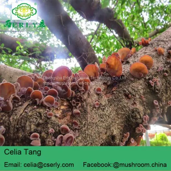 GMP Supply 100% Natural Black Fungus