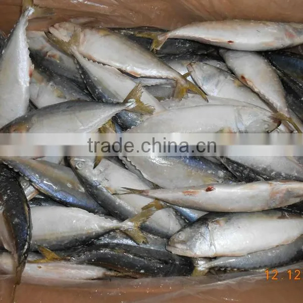 Indian Mackerel AA photo-4
