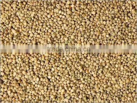 Guar Seeds photo-3