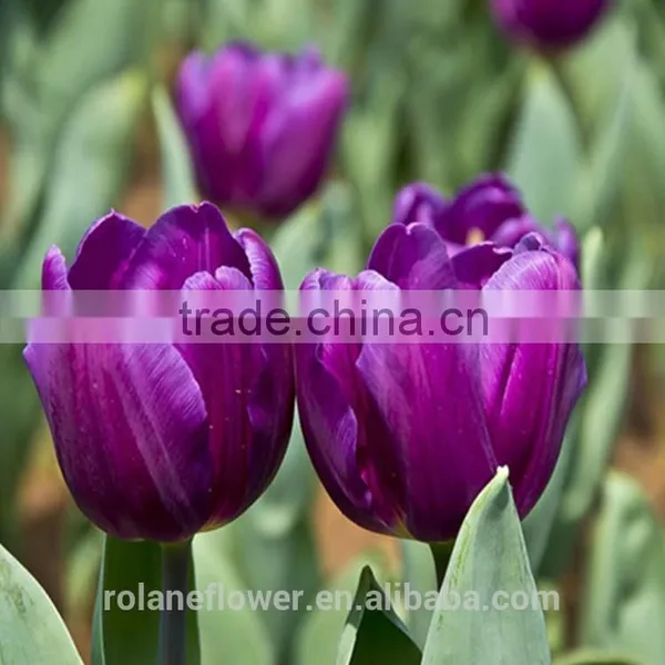 the Elegent High Quality Tulip Flower for Wholesale photo-2
